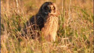 Short Eared Owl resting on the ground Kane County today [upl. by Joscelin]