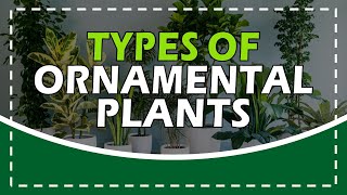 TYPES OF ORNAMENTAL PLANTS  TLE GARDENING [upl. by Ahsiekit374]