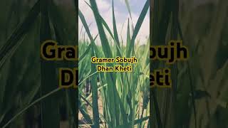 gram er sobujh dhan kheti shorts reels relaxing nature relaxingmusic viralshorts [upl. by Nyvrem741]