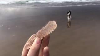 Pyrosomes on the Oregon Coast [upl. by Redleh991]