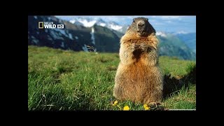 National Geographic Wild  Wildest Europe Forests amp Woodlands  BBC Documentary History [upl. by Aneelahs]