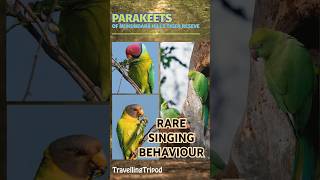 Plum Headed Parakeets Rare SINGING behaviour [upl. by Assyl]