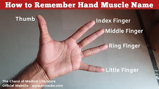 How to Remember Hand Muscle Name  Upper Limb Anatomy  TCML [upl. by Naeerb]