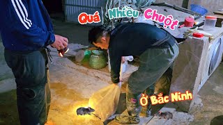 Về Quê Vợ Bất Ngờ Thấy Cảnh Bắt Chuột Đêm  Nhiều Chưa Từng Có  Quế Nghịch [upl. by Narrat242]