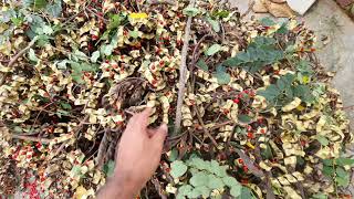 Collecting plant seeds of adenanthera pavonina or red sandalwood tree for afforestation purpose [upl. by Leoj993]