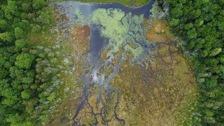 Big Run Bog in the West Virginia Highlands [upl. by Ecined]