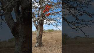 Flora da Caatinga Conheça uma das árvores mais linda do Bioma nordestinho caatinga biomas [upl. by Jacklyn348]