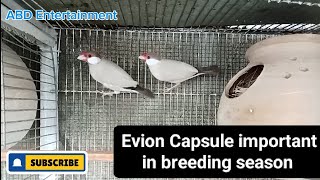 Breeding season mn Evion 200 mg capsol danay mn Mila K dn [upl. by Aicillyhp]