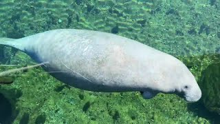 Florida State researchers set to study Wakulla Springs [upl. by Iatnohs]