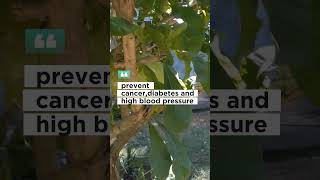 calabash fruit miracle fruit benefits fruit healthandfitness healthy lifestylebenefits viral [upl. by Ronald527]