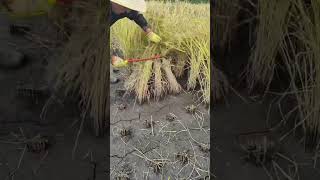 Stunning Rice Cutting Techniquesfarming [upl. by Elocon]