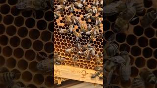 Bees on Frames UpClose Hive Life with the Calming Sound of Bees shorts beekeeping beesound [upl. by Akemak]