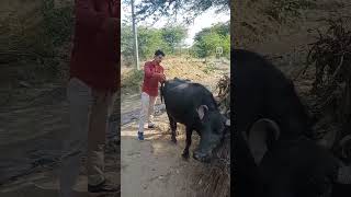 Hyperthermia treatment in buffalo 🦬🐃 by LSA Asharam choudhary animal injection [upl. by Meadows158]