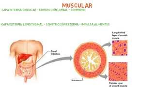 Histología Capas  Túnicas del sistema digestivo [upl. by Enihsnus]