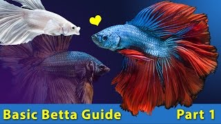 How to take care of a BETTA FISH 🐟 Basic Betta Guide [upl. by Agretha]