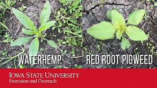 Weed ID Pigweed VS Waterhemp Amaranthus species [upl. by Eaton615]