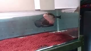 liburannya nguras tank channa maru YS dan Red Barito rawatan dari size Baby selama 2thn YS [upl. by Adnirb]