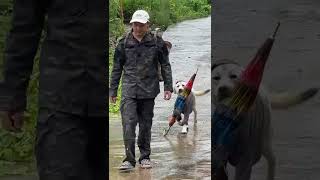 The dog is so sensible that it knows to bring an umbrella to its owner when it rains Labrador [upl. by Zimmermann447]