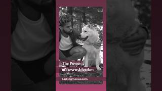 Do you know the power of desensitization dogtraining dogs dogowner trainyourdog dog doglife [upl. by Zurn849]