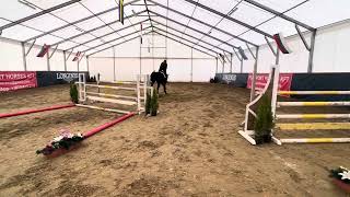 PSZ SPORT HORSES Dominator x Zapatero VDL 2019 Mare for sale 36704153312 [upl. by Tavi]