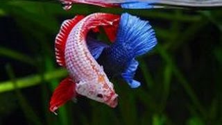 WOW Fish Spawning  Betta channoides [upl. by Iney619]