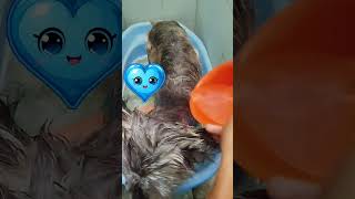 Un baño antigarrapatas😁😍💕💕 dog pets canina puppy caninos perro canina cute cachorro [upl. by Celka]