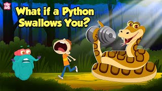 What If a Python Swallows You  How do Pythons Digest their Food  The Dr Binocs Show [upl. by Oruam]