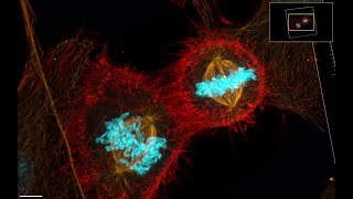 3DAnimation of HeLa cells mounted in Prolong Glass using Structured Illumination Microscopy [upl. by Hildagard]