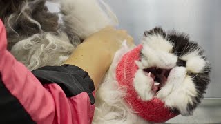 An extreme EMERGENCY situation  Persian Cat [upl. by Lytle]