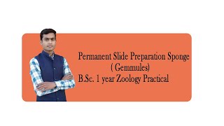 permanent Slide Preparation Sponge Gemmules BSc 1st year Zoology Practical [upl. by Staley]