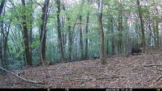 Wild boar Sus Scrofa at Woodland Clearing in Chestnut Forest  Alps Conifer and Mixed Forests [upl. by Ludmilla472]