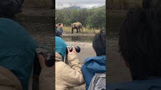 Grizzly Bear Approaching Group 🐻Alaska nature wildlife bear animals grizzlybear adventure [upl. by Gabie546]