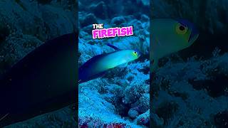 The Firefish 🔥🐟 firefish cuteanimals cute ocean sea fish nature fy fyp foryoupage [upl. by Cowden]