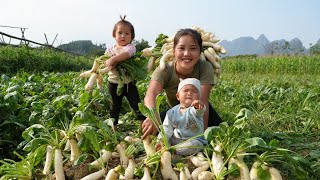 Harvest giant radishes to sell at the market  cook nutritious porridge for your children to eat [upl. by Gibbs]