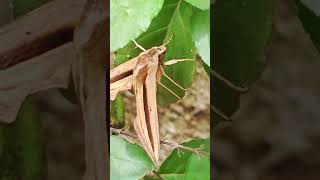 The Brown Banded Hunter Hawkmoth shorts shortsvideo shorts viral viralshorts [upl. by Ahsaeit]