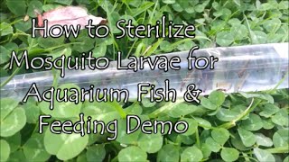 How to Sterilize Mosquito Larvae for Aquarium Fish amp Feeding Demo [upl. by Nivag]