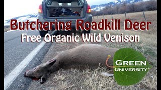 Butchering Roadkill Deer Free All Natural Organic Wild Venison [upl. by Olenka]