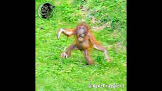 Amazing Baby Orangutan Learns To Walk Upright shorts [upl. by Bernadene261]