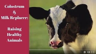 Colostrum amp Milk Replacers Raising Healthy Animals [upl. by Barnabe]