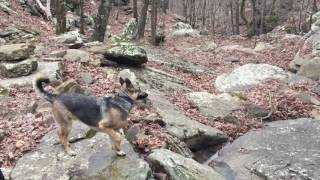 Odin in the Ozarks Butterfield Trail [upl. by Elletsirk]