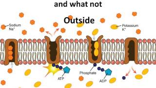 Biology  What is Osmosis  Plasma Membrane  Part 1  English [upl. by Stephan794]