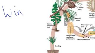 Gymnosperm Reproduction [upl. by Valaree]