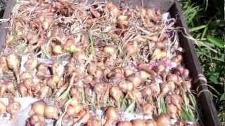 how to grow shallots [upl. by Mcnutt]