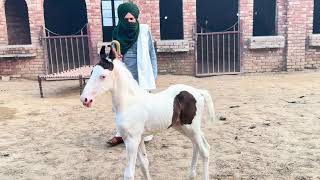 Kheri waalay baba g dii shaandar ablak ghodi naal shaandar ablak bachera sire punjab shingar [upl. by Reba137]