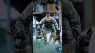 K9 dog training k9 dog dogsoftiktok tactical malinois dogtrainer trending [upl. by Swirsky]