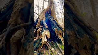 Burnt Tree Roots in a Wildfire Area Nature’s Aftermath nature savetrees trending [upl. by Stavros]