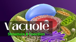 Vacuole  Vacuoe structure and function  Vacuole class 11 [upl. by Loma]