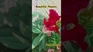 Beautiful flower world best [upl. by Blondy]