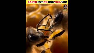 WHAT THE PROCESS AFTER DEATH OF HONEY BEE  7SEMESTERFACTS  shorts  viralvideo [upl. by Llenrev175]