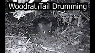 Woodrat Tail Drumming [upl. by Allsopp]